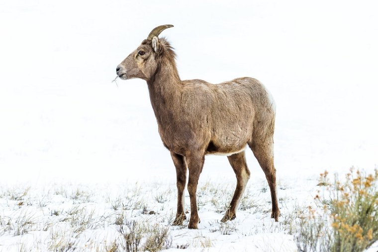 31 Yellowstone NP, dikhoornschaap.jpg